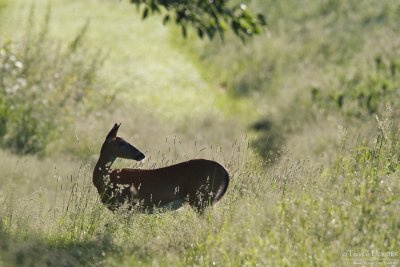 Virginia deer - Amherst_3891.jpg