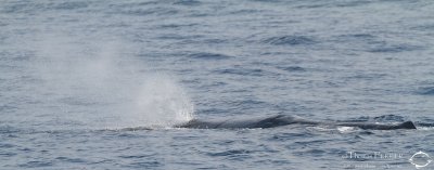 Cachalot_7157.jpg