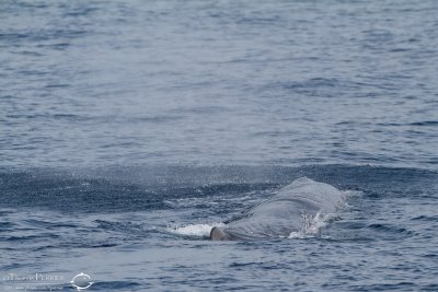 Cachalot_7171.jpg