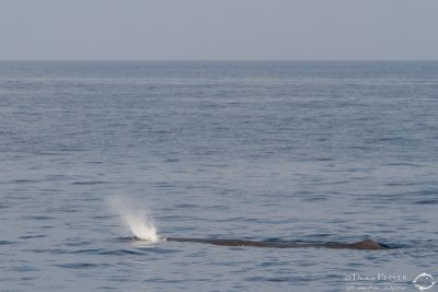 Cachalot_7230.jpg
