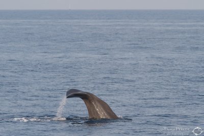 Cachalot_7262.jpg
