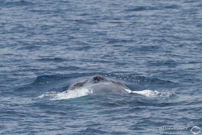 Rorqual commun_7012.jpg