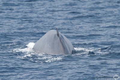 Rorqual commun_7018.jpg