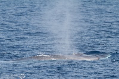 Rorqual commun_7030.jpg