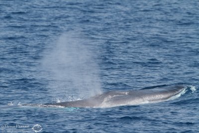 Rorqual commun_7039.jpg