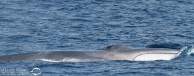 Rorqual commun_7043.jpg