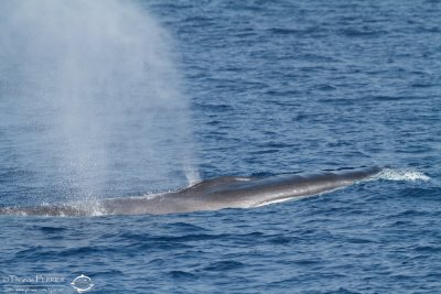 Rorqual commun_7060.jpg