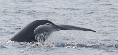 Rorqual commun_7117.jpg