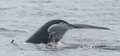 Rorqual commun_7118.jpg
