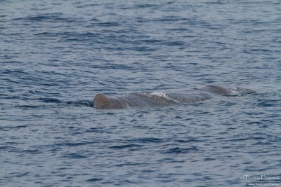 _MG_7178.jpg