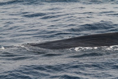 Sortie en mer Aout 2011