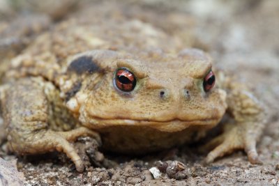 Crapaud commun_8928.jpg