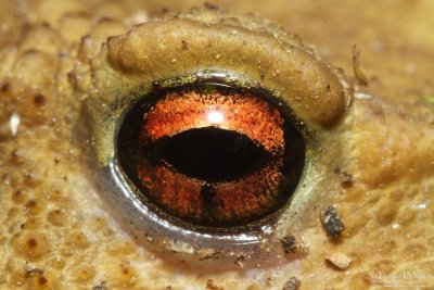 Crapaud commun_8982.jpg