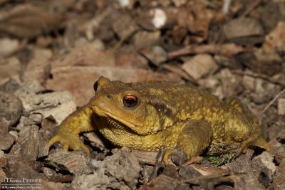 Crapaud commun_9600.jpg