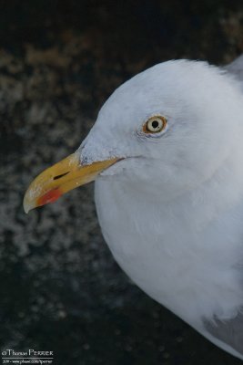 GOéland argenté_9312.jpg