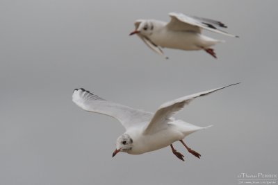 Mouettes rieuses_9106.jpg