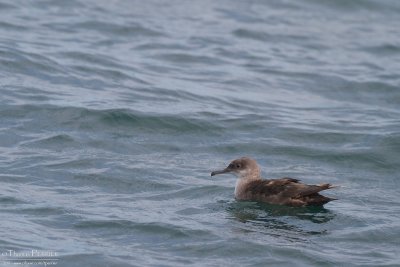 Puffin des baléares_9907.jpg