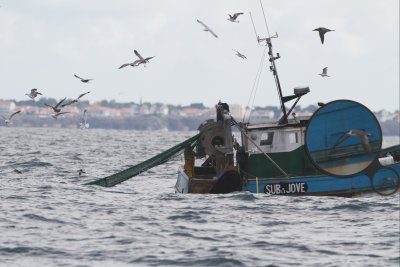 Puffin surprise-St Gilles_9719.jpg