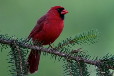 Cardinal  - Mt Auburn cemetery_MG_3628.jpg