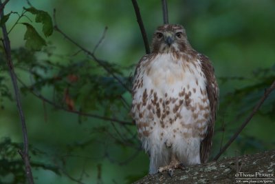Red-tailed hawk - Mt Auburn cemetery_3601.jpg