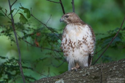 Red-tailed hawk - Mt Auburn cemetery_3603.jpg