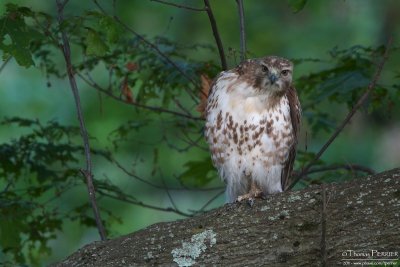 Red-tailed hawk - Mt Auburn cemetery_MG_3599.jpg