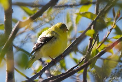 American goldfinch - Cape Cod_4229.jpg