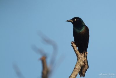 COmmon grackle - Cape Cod_5486.jpg