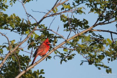 Cardinal - Cape Cod_5366.jpg