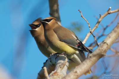 Cedar waxwing - Cape Cod_5350.jpg