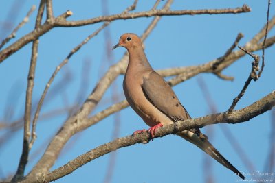 Mourning dove - Cape Cod_5482.jpg
