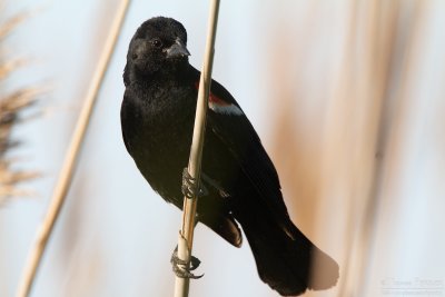 Red-winged blackbird - Cape Cod_5449.jpg