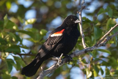 Red-winged blackbird - Cape Cod_5470.jpg