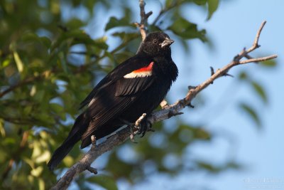 Red-winged blackbird - Cape Cod_5475.jpg