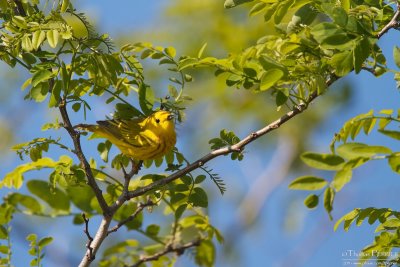Yellow warbler - Cape Cod_4221.jpg