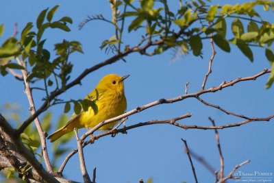 Yellow warbler - Cape Cod_5262.jpg