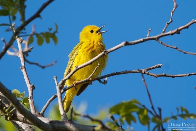 Yellow warbler - Cape Cod_5273.jpg