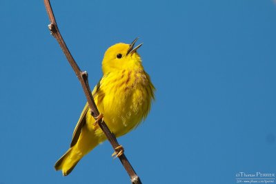 Yellow warbler - Cape Cod_5285.jpg