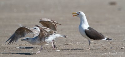 Great black backed gull - Cape Cod_5155.jpg