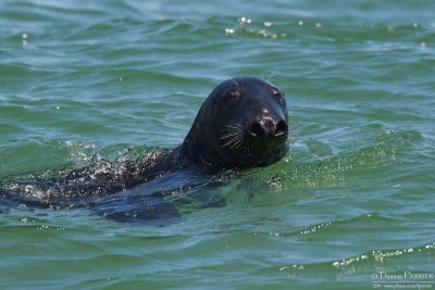 Grey seal - Cape Cod_4901.jpg