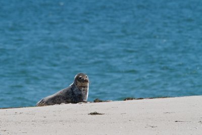Harbour seal - Cape Cod_4956.jpg