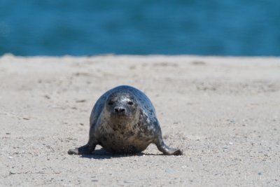 Harbour seal - Cape Cod_4969.jpg