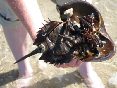 Horseshoe crab South beach-Monomoy-Cape Cod_S90_2121.jpg
