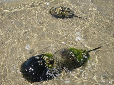 Horseshoe crab-South beach-Monomoy-Cape Cod_S90_2110.jpg