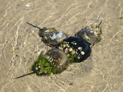 Horseshoe crab-South beach-Monomoy-Cape Cod_S90_2119.jpg