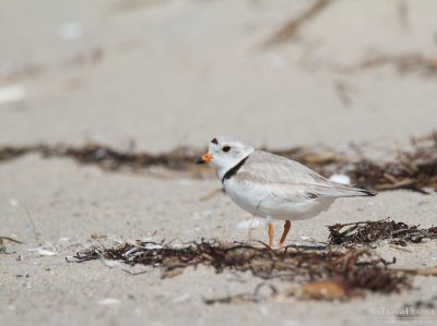 Piping plover - Cape Cod_5191.jpg