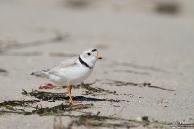 Piping plover - Cape Cod_5204.jpg