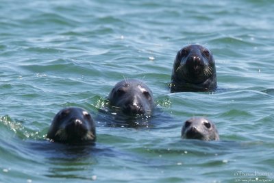 Seals - Cape Cod_4947.jpg
