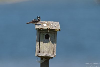 Tree swallow - Cape Cod_4879.jpg