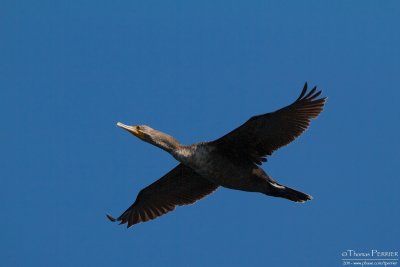 Double crested cormorant - Cape Cod_4246.jpg
